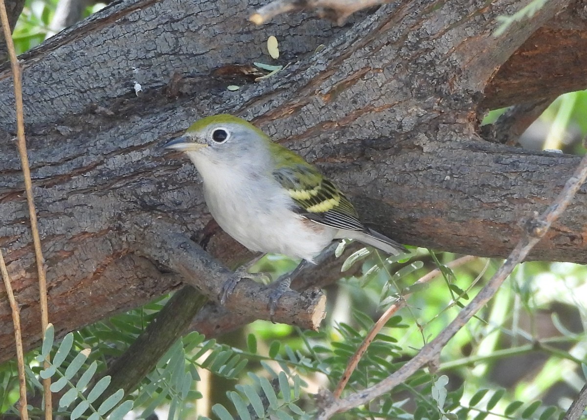 brunsideparula - ML624000782