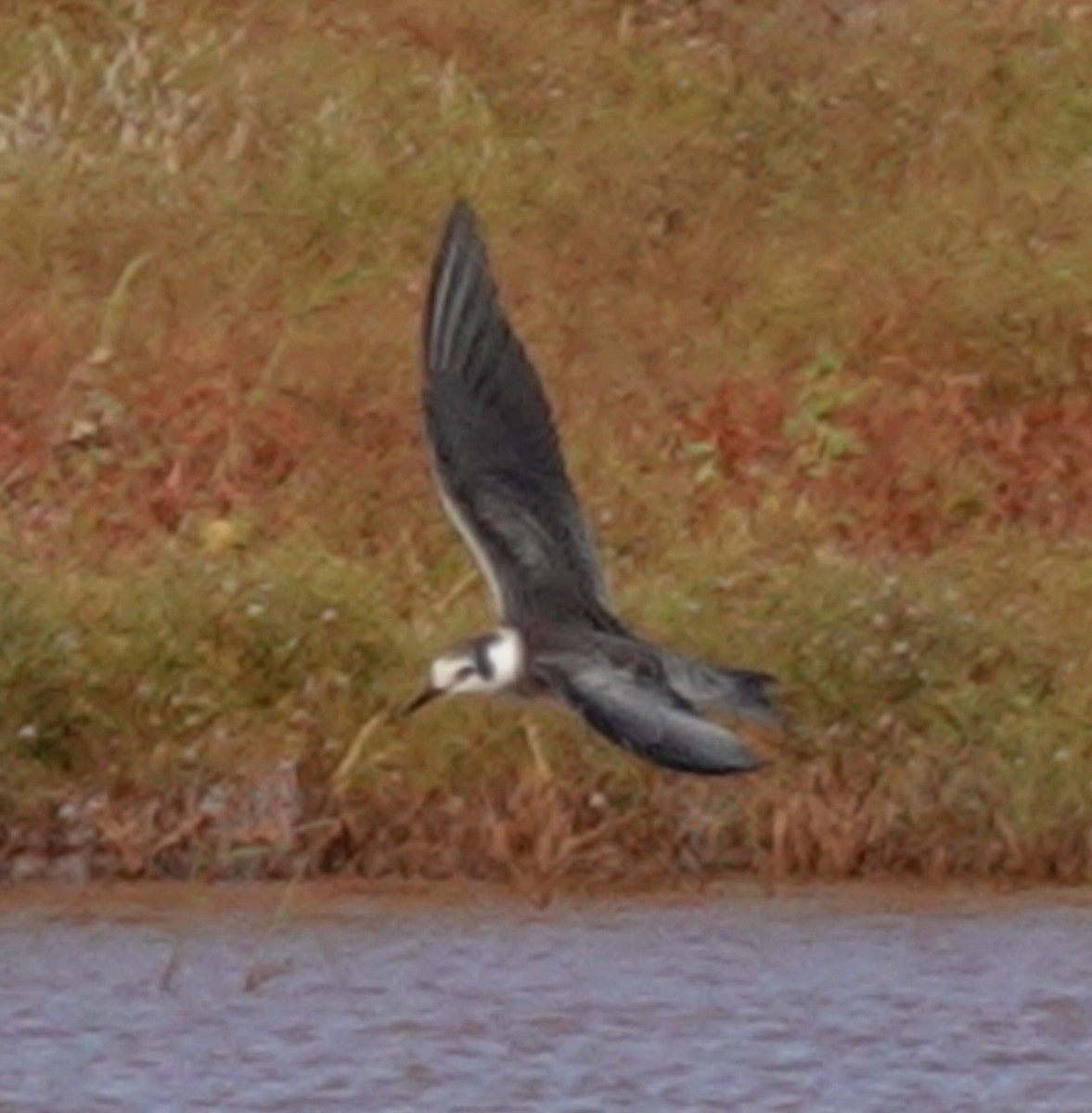 Black Tern - ML624000802