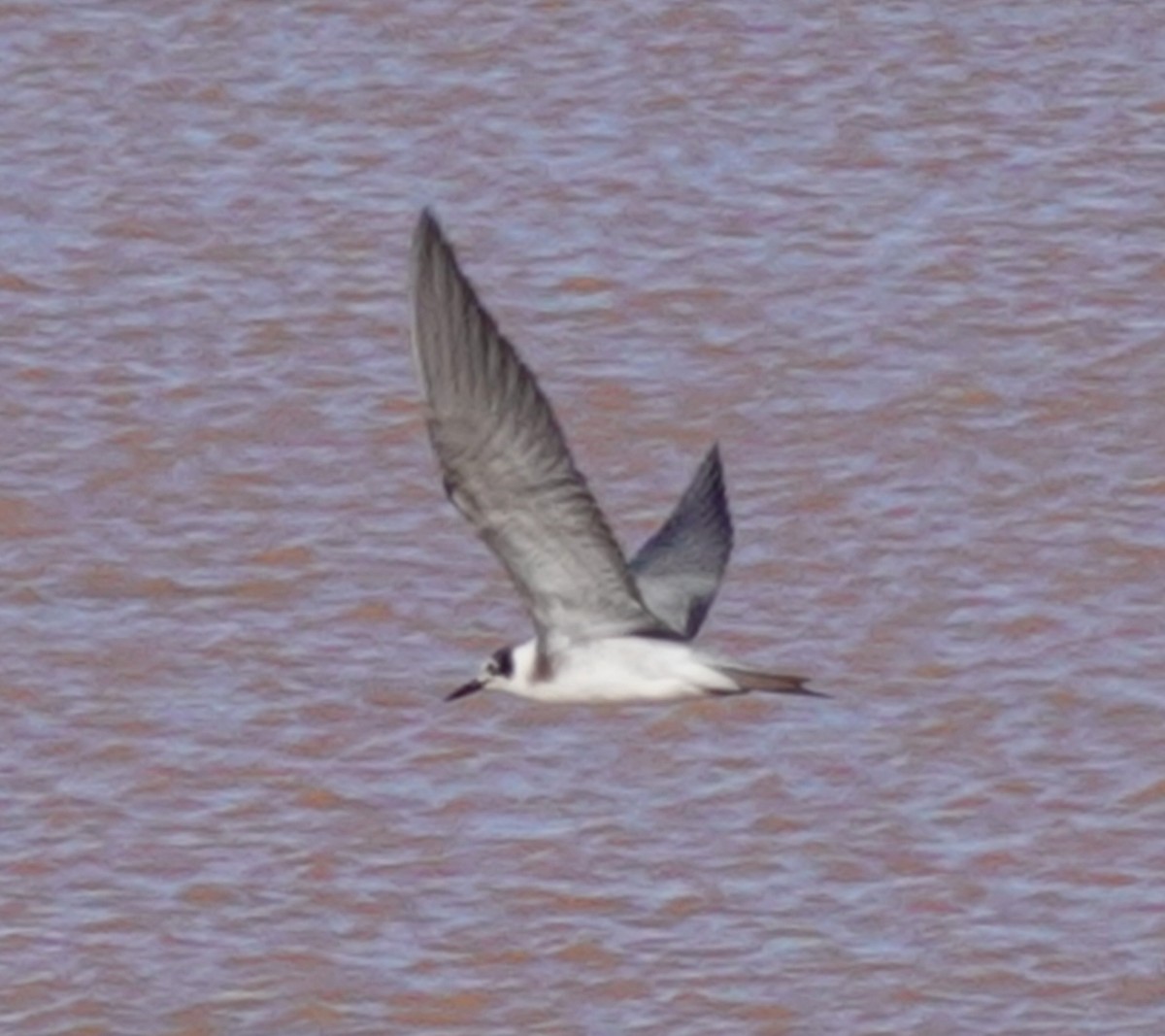 Black Tern - ML624000809