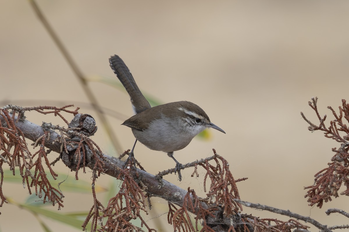 Bewick's Wren - ML624000817