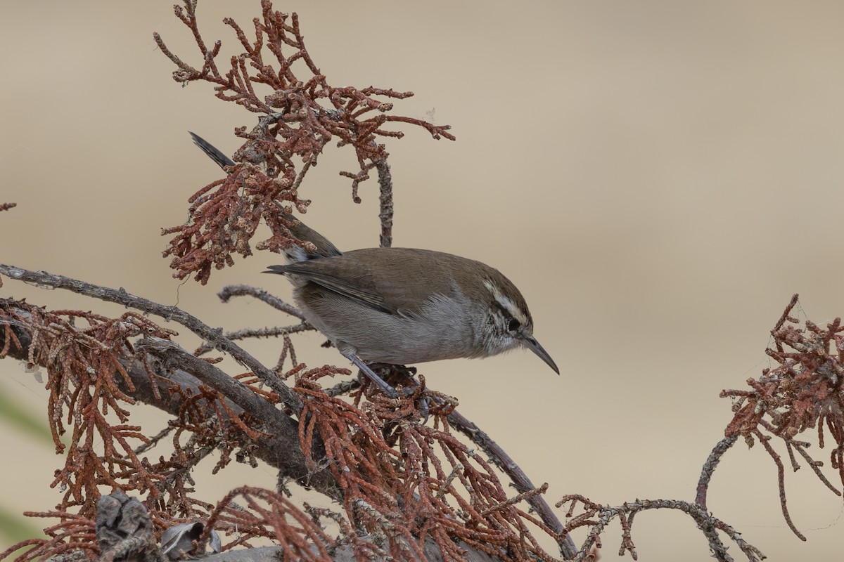 Bewick's Wren - ML624000818