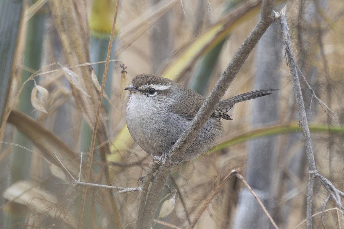 Bewick's Wren - ML624000819