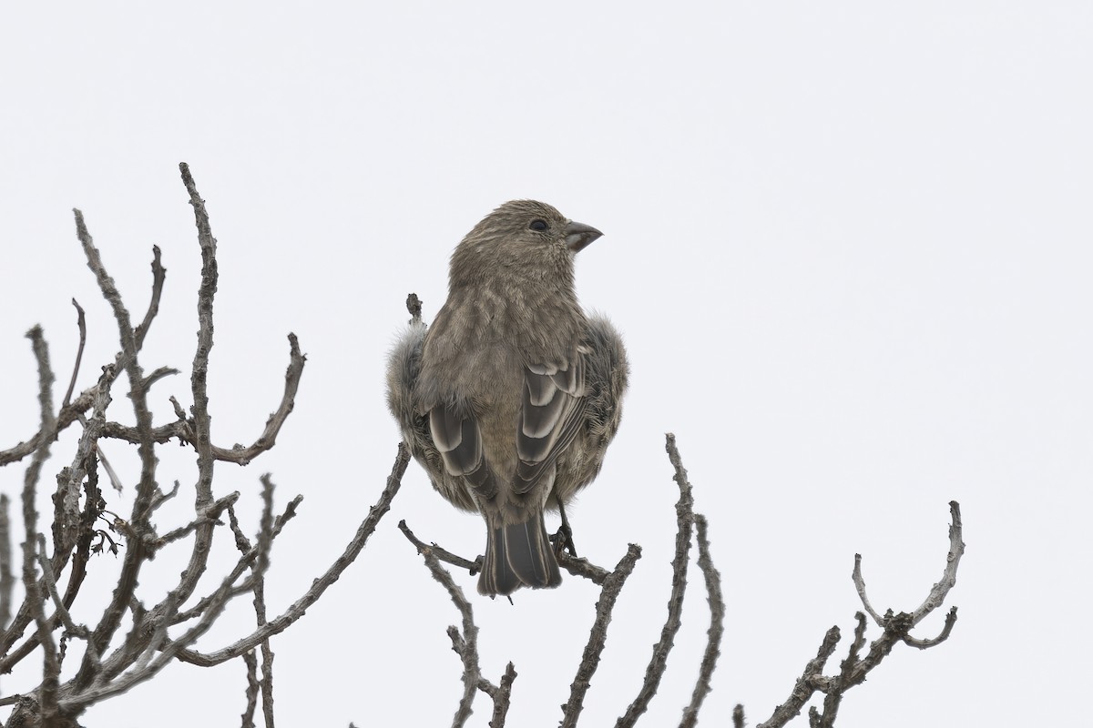 House Finch - ML624000829