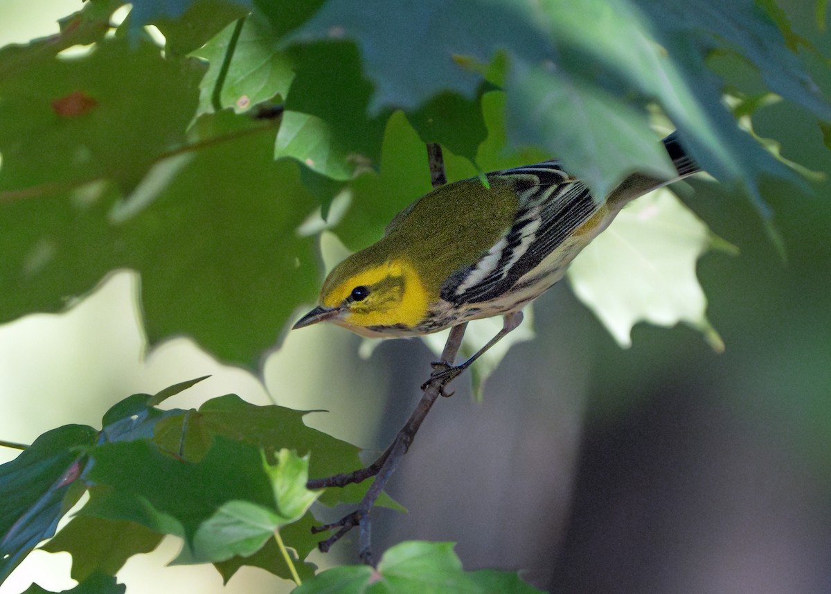 Black-throated Green Warbler - Dori Eldridge