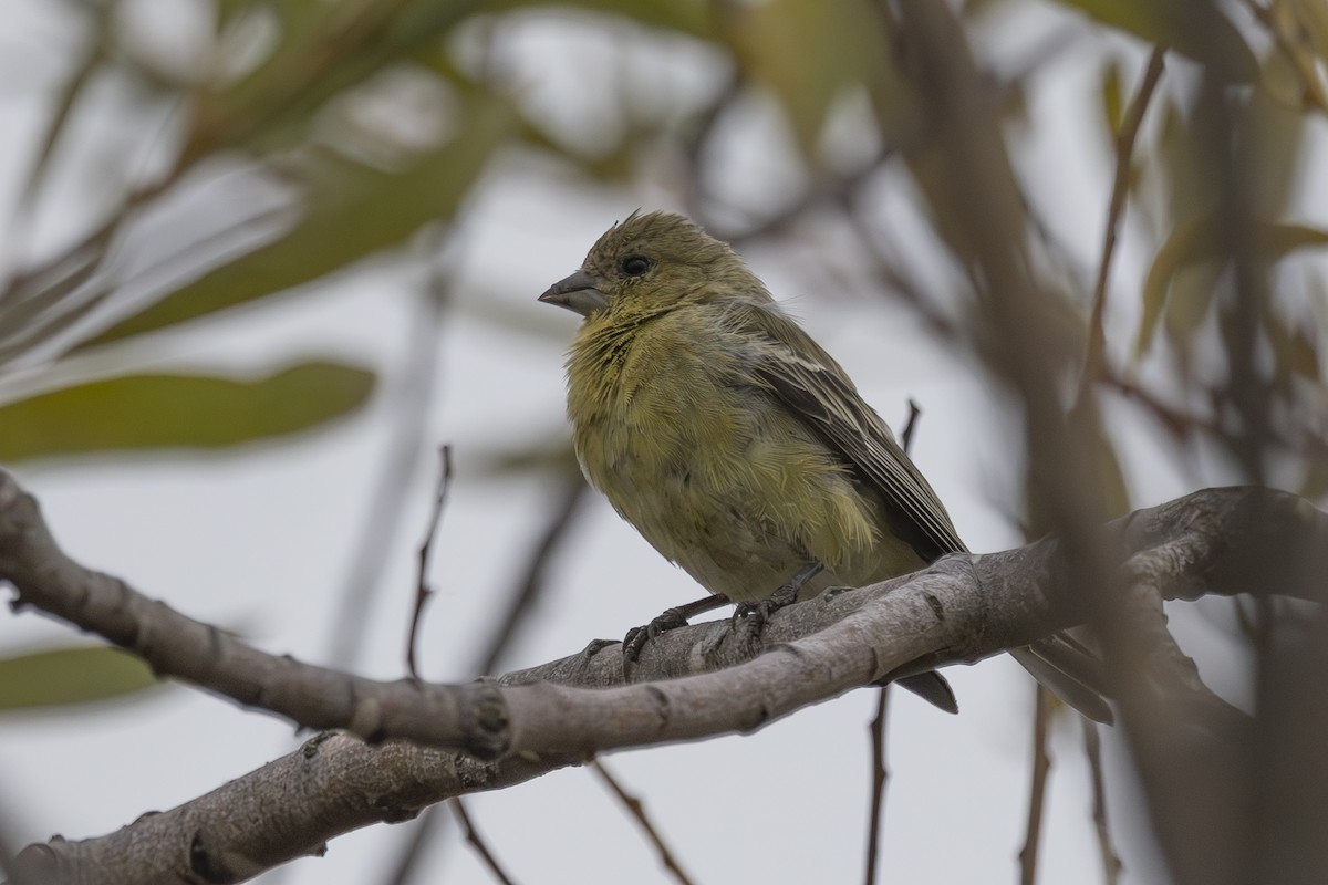 Lesser Goldfinch - ML624000835