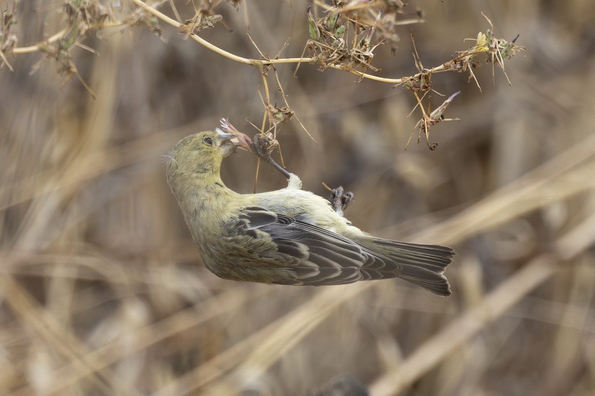 Lesser Goldfinch - ML624000836