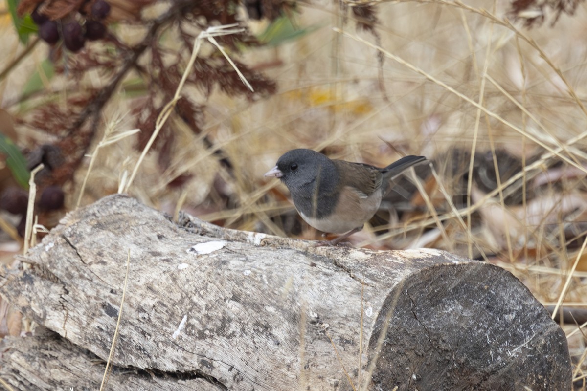 Dark-eyed Junco - ML624000843