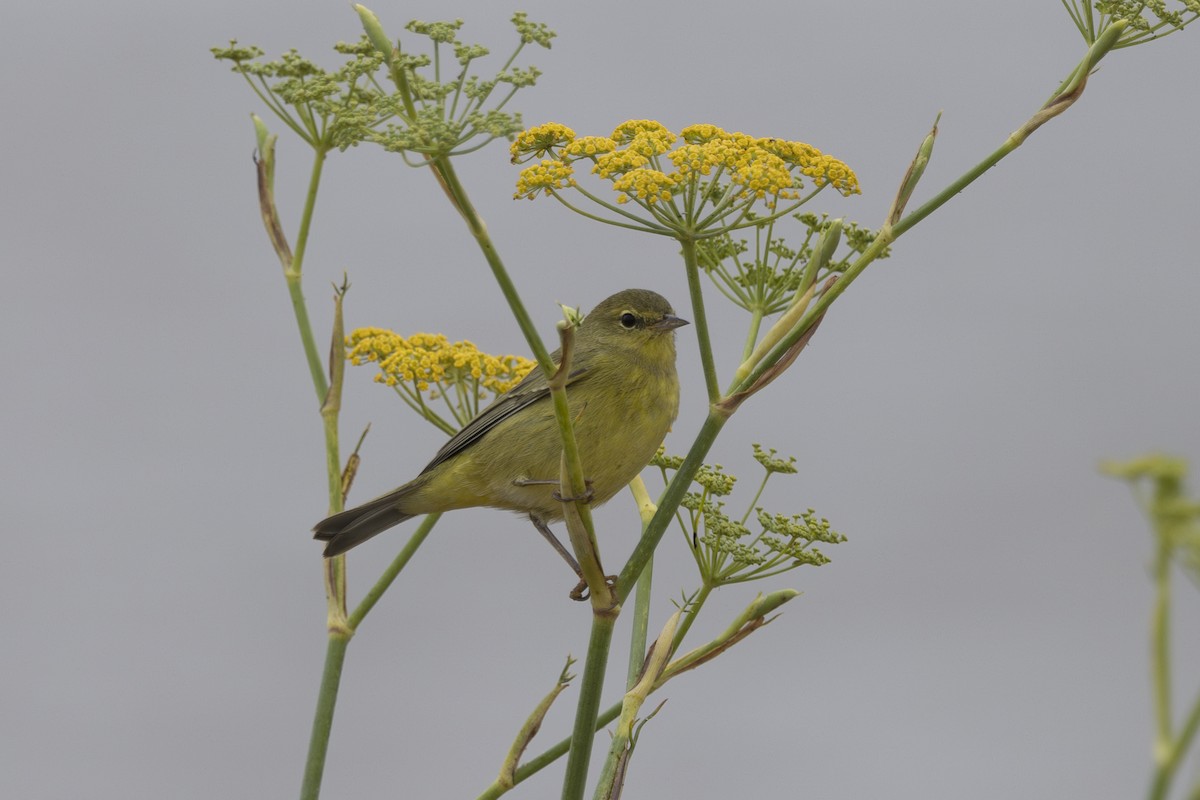 Orange-crowned Warbler - ML624000860