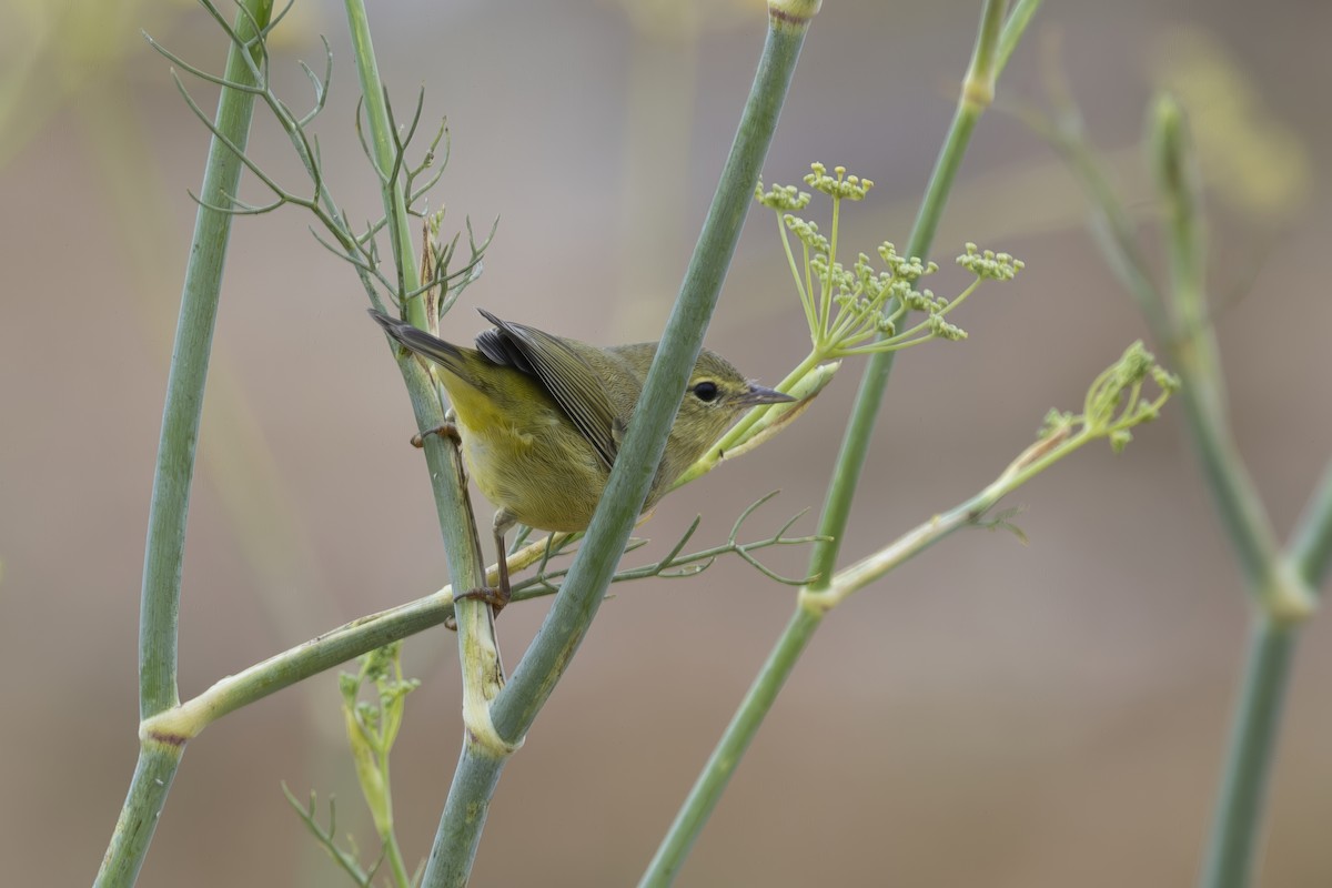 Orange-crowned Warbler - ML624000865