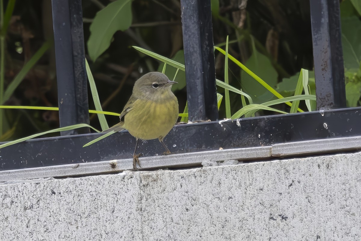 Orange-crowned Warbler - ML624000870