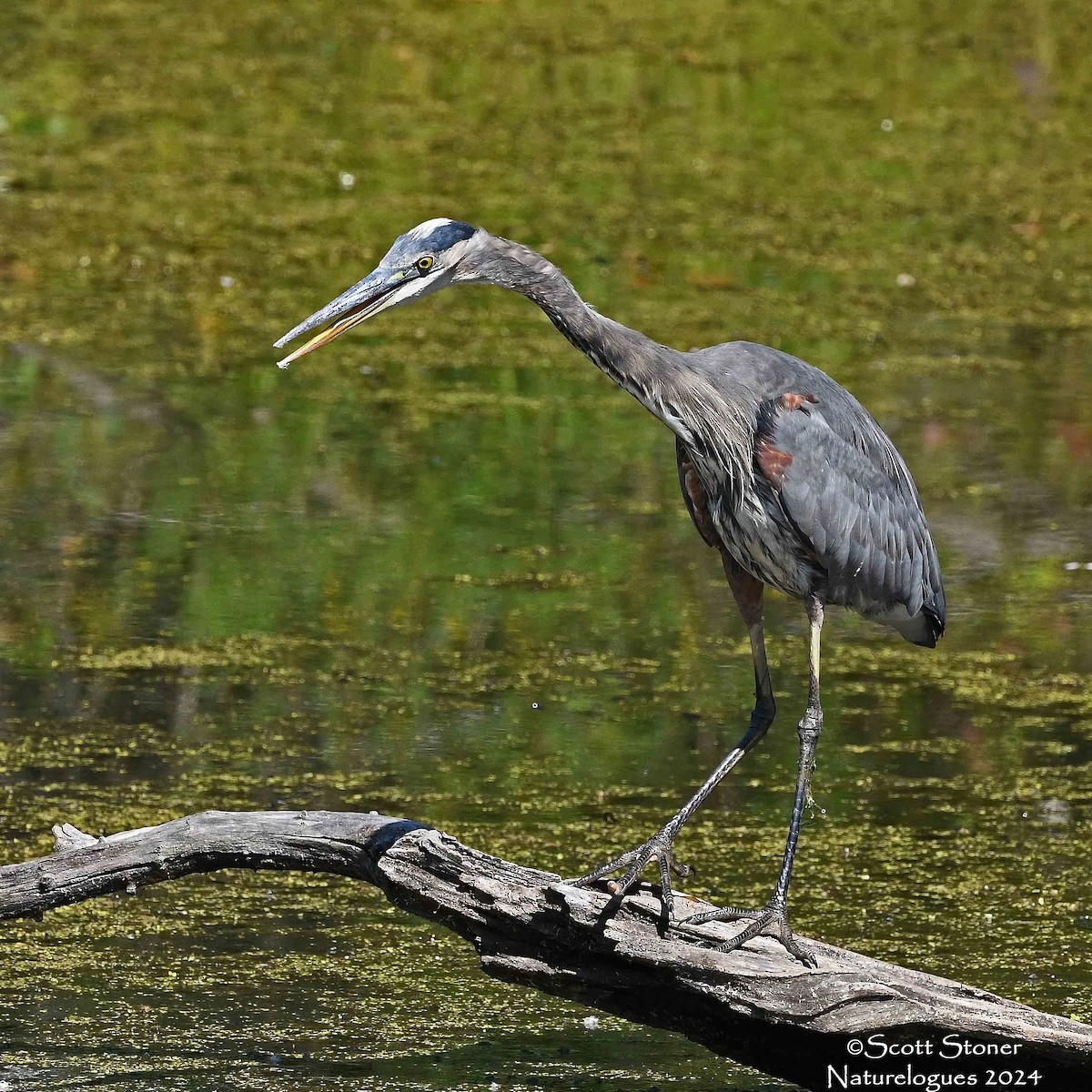 Great Blue Heron - ML624000881