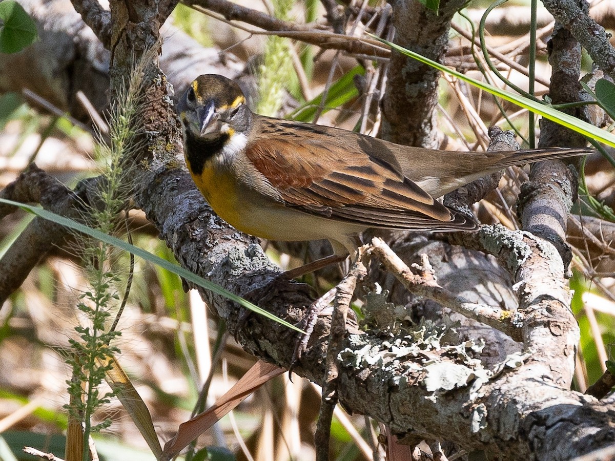 Dickcissel - ML624000887