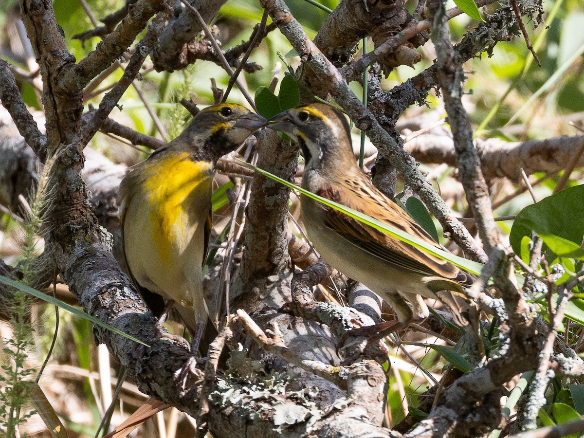 Dickcissel - ML624000889