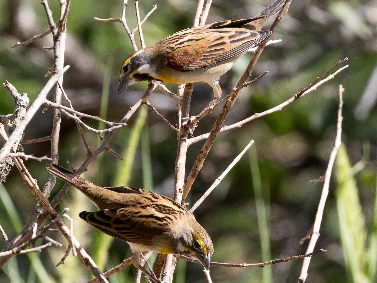 Dickcissel - ML624000890