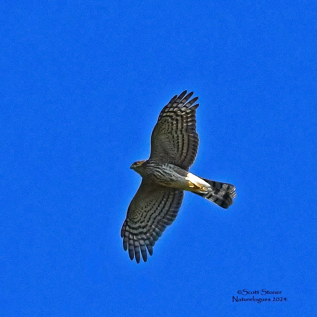 Sharp-shinned Hawk - ML624000891