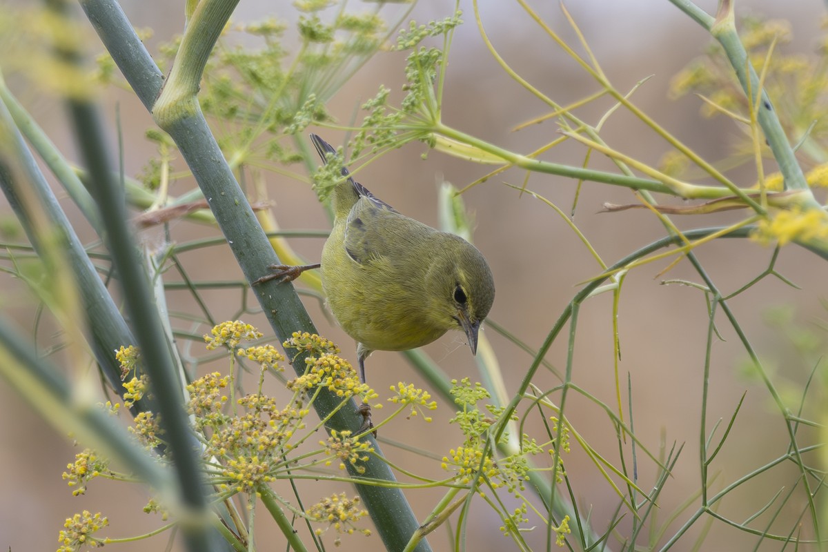 Orange-crowned Warbler - ML624000898