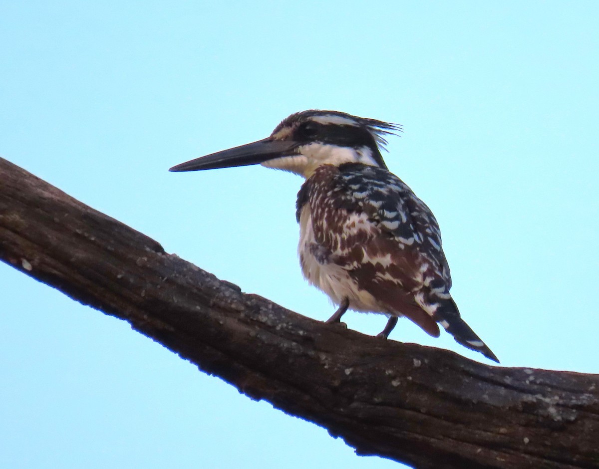 Pied Kingfisher - ML624000908