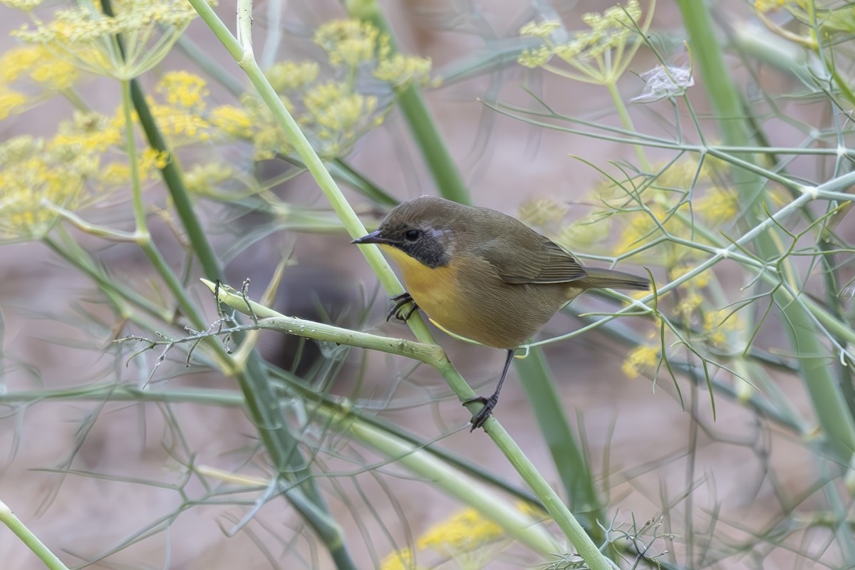 Common Yellowthroat - ML624000915