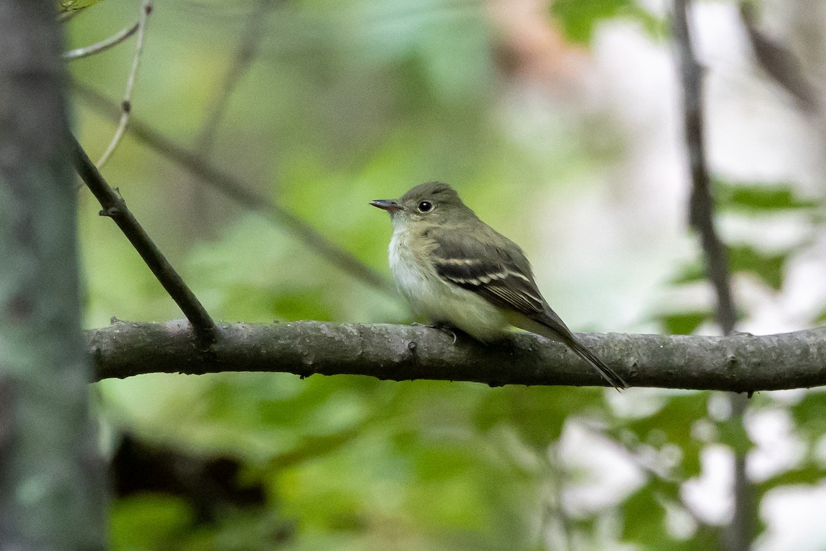 Acadian Flycatcher - ML624000916