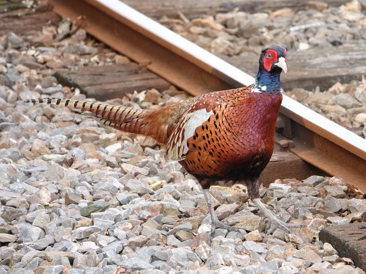 Ring-necked Pheasant - ML624000928