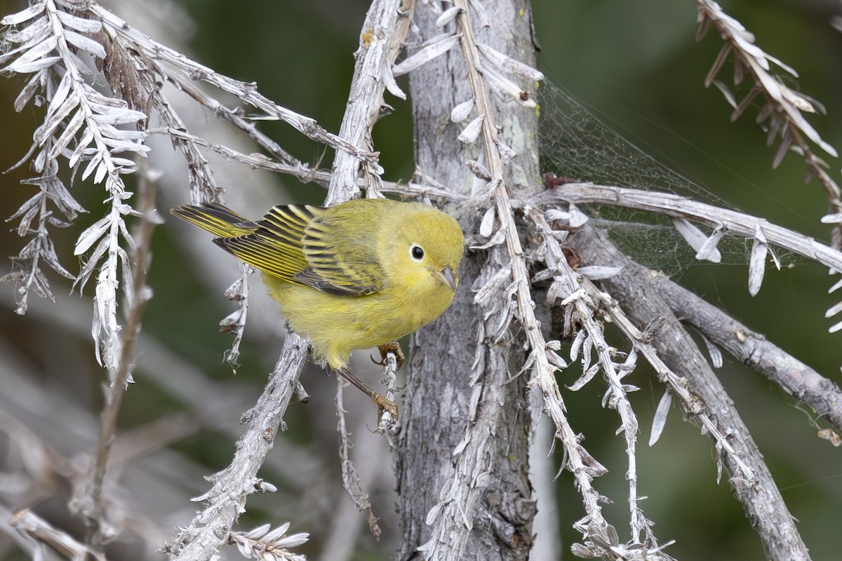 Yellow Warbler - ML624000933