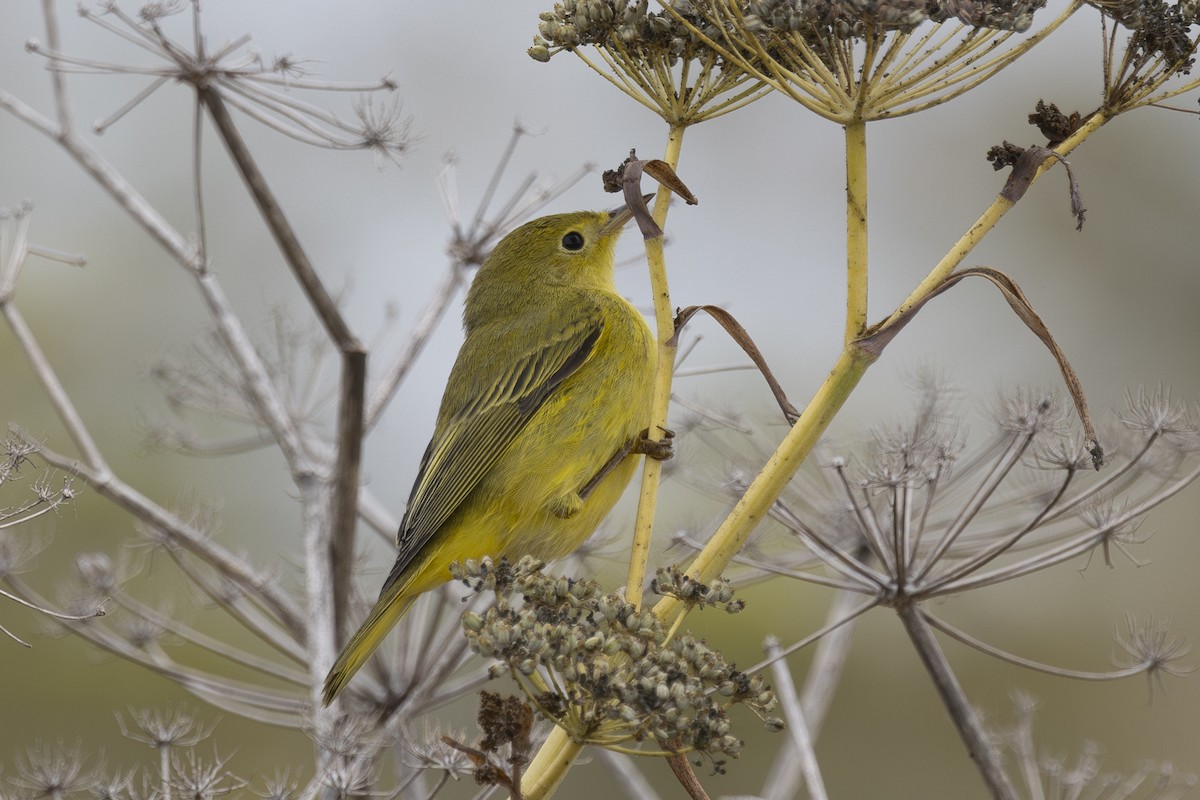 Yellow Warbler - ML624000935