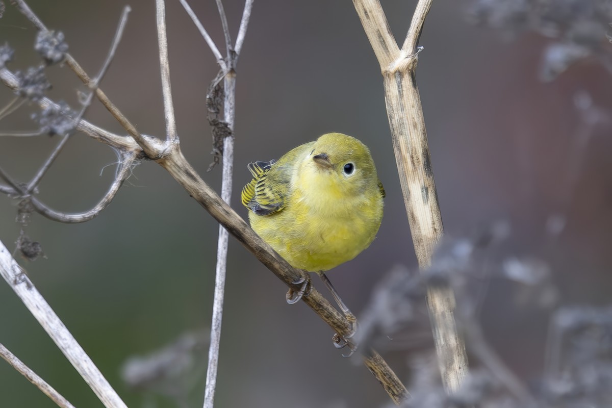 Yellow Warbler - ML624000938