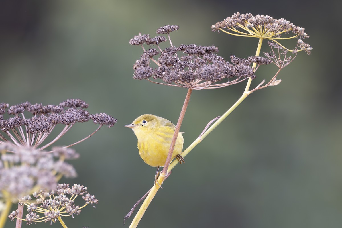 Yellow Warbler - ML624000940