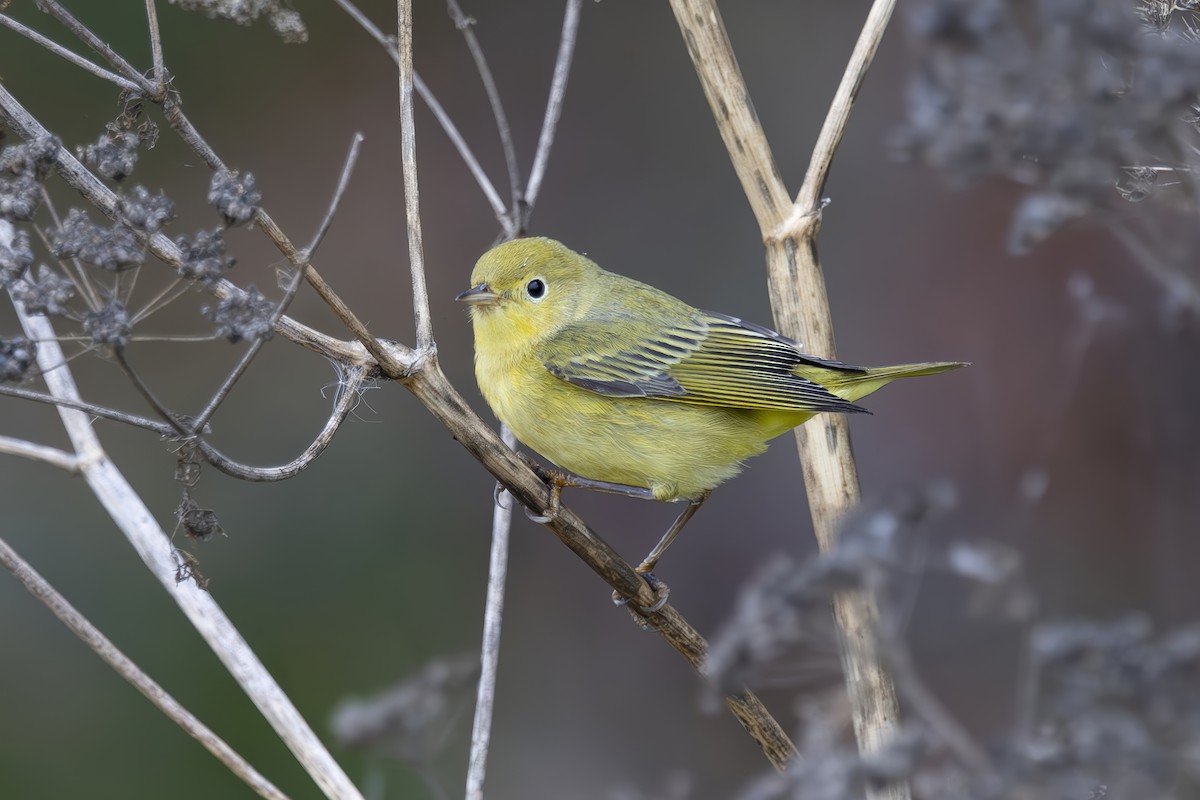 Yellow Warbler - ML624000948