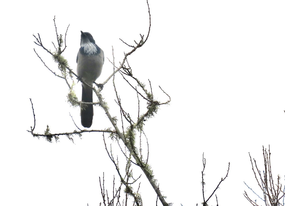 California Scrub-Jay - ML624000949