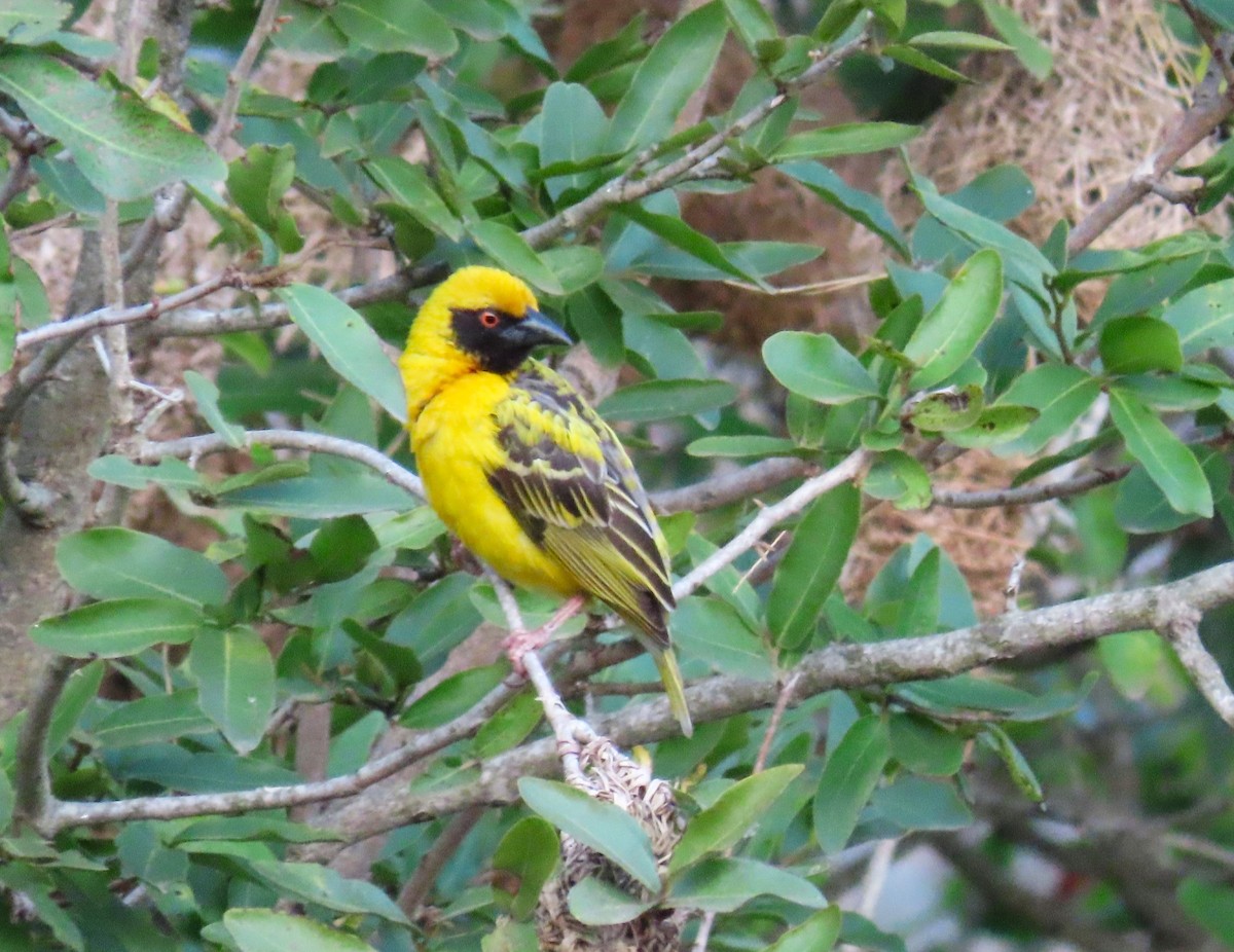 Village Weaver - ML624000984