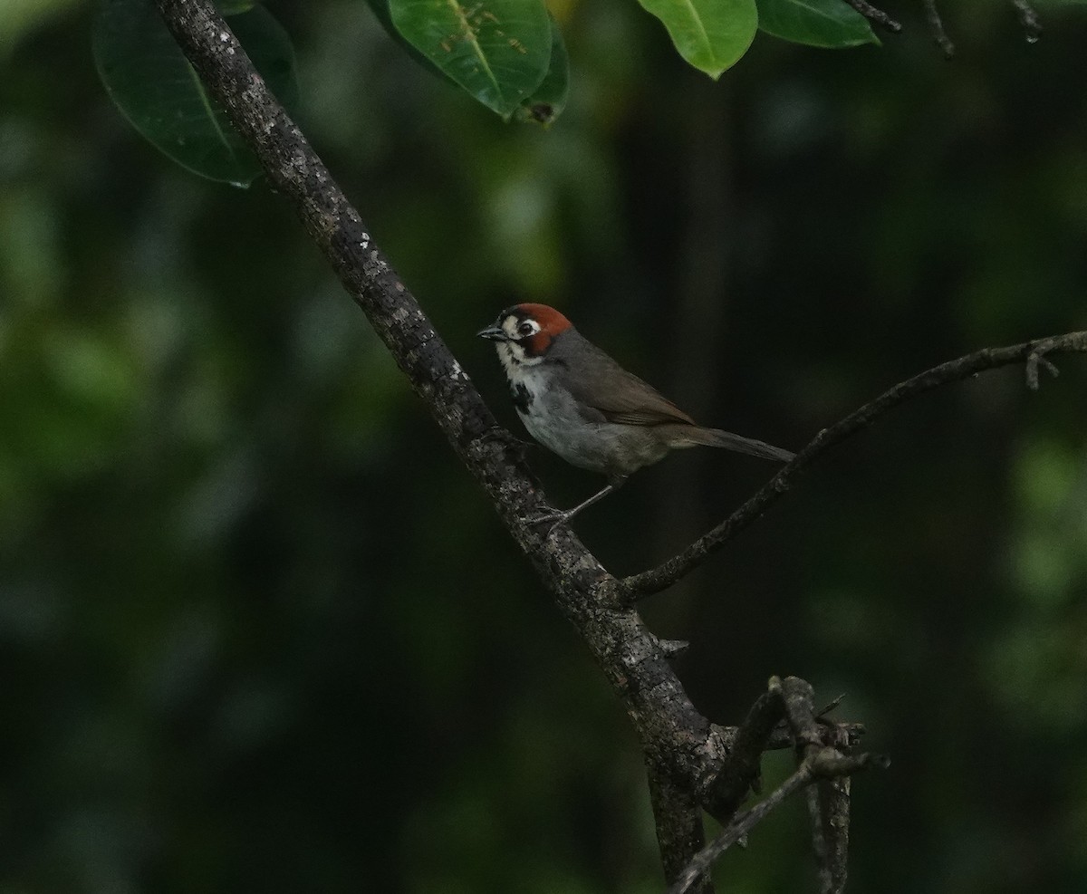 Cabanis's Ground-Sparrow - Bruce Young