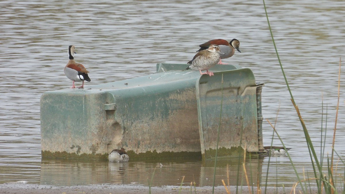 Ringed Teal - ML624000990