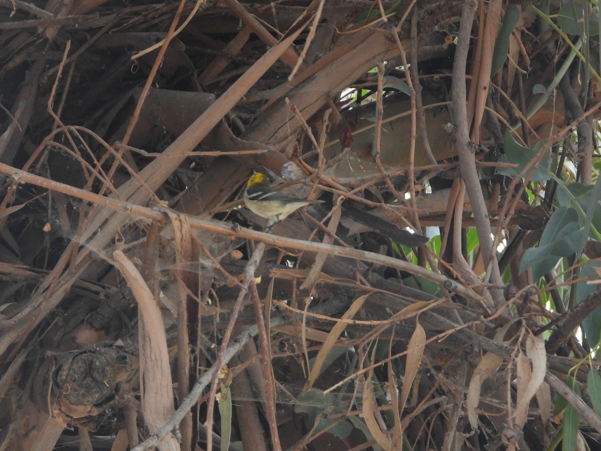 Hermit Warbler - ML624000992