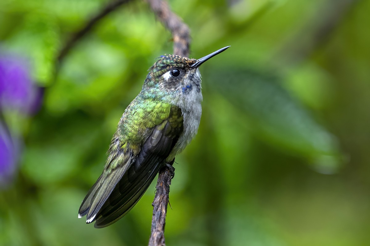 Colibrí Cabeciazul - ML624000993