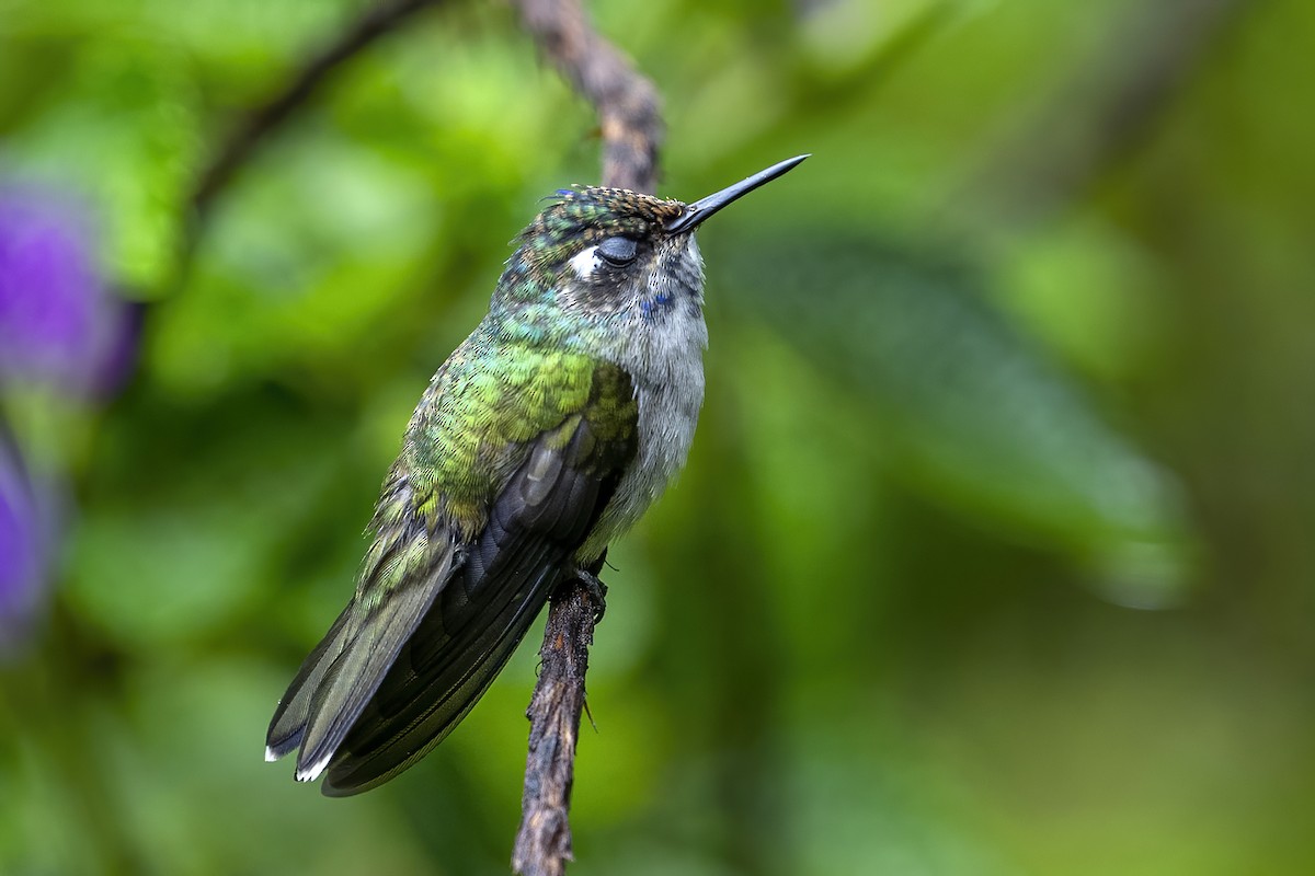 Colibrí Cabeciazul - ML624000994