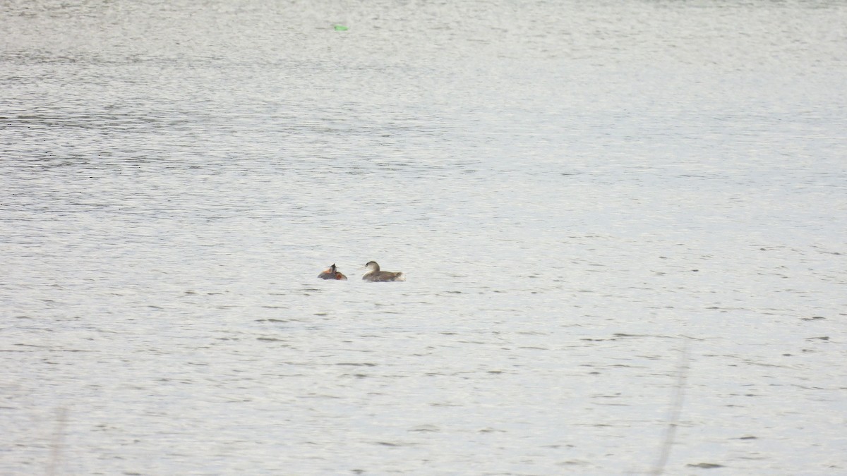 Great Grebe - ML624001009