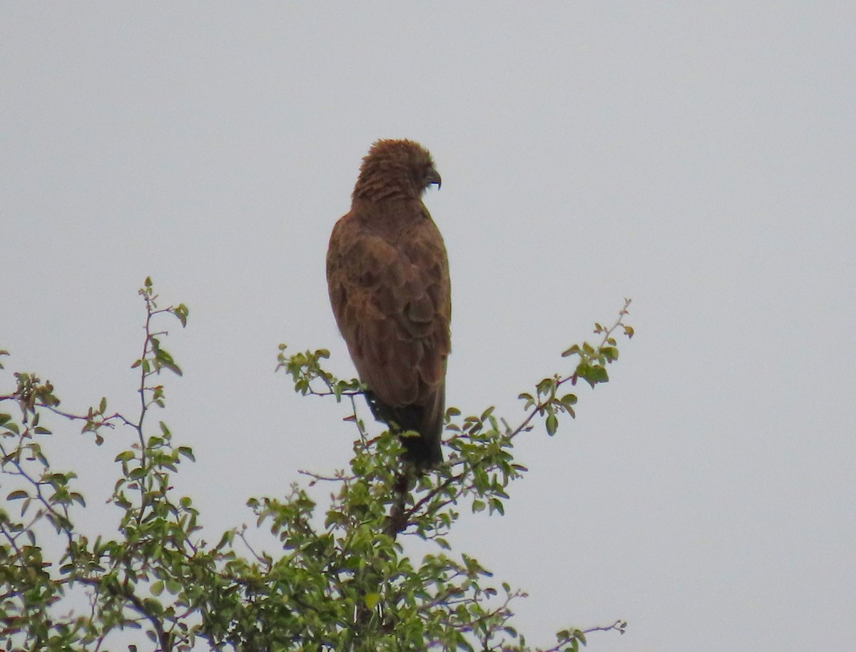 Brown Snake-Eagle - ML624001011