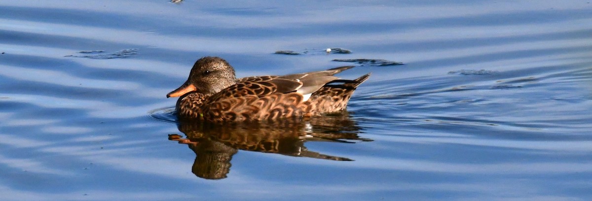 Gadwall - ML624001012