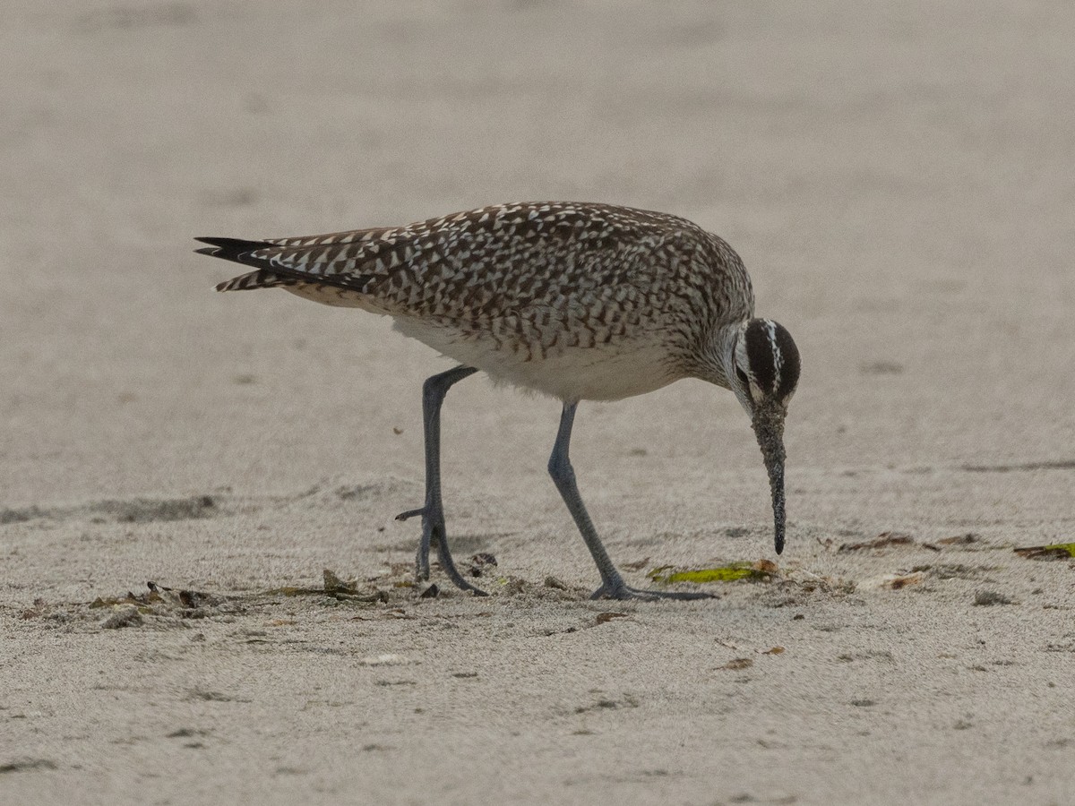 Whimbrel - ML624001023