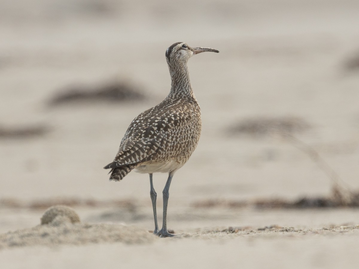 Whimbrel - ML624001025