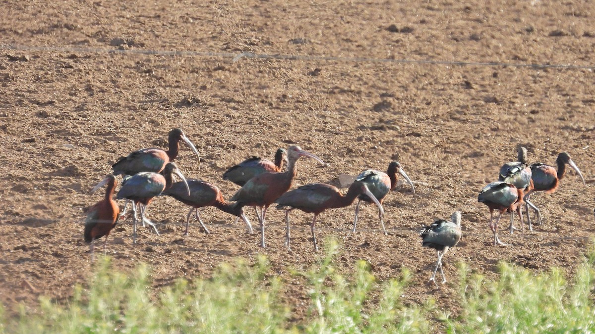 White-faced Ibis - ML624001028