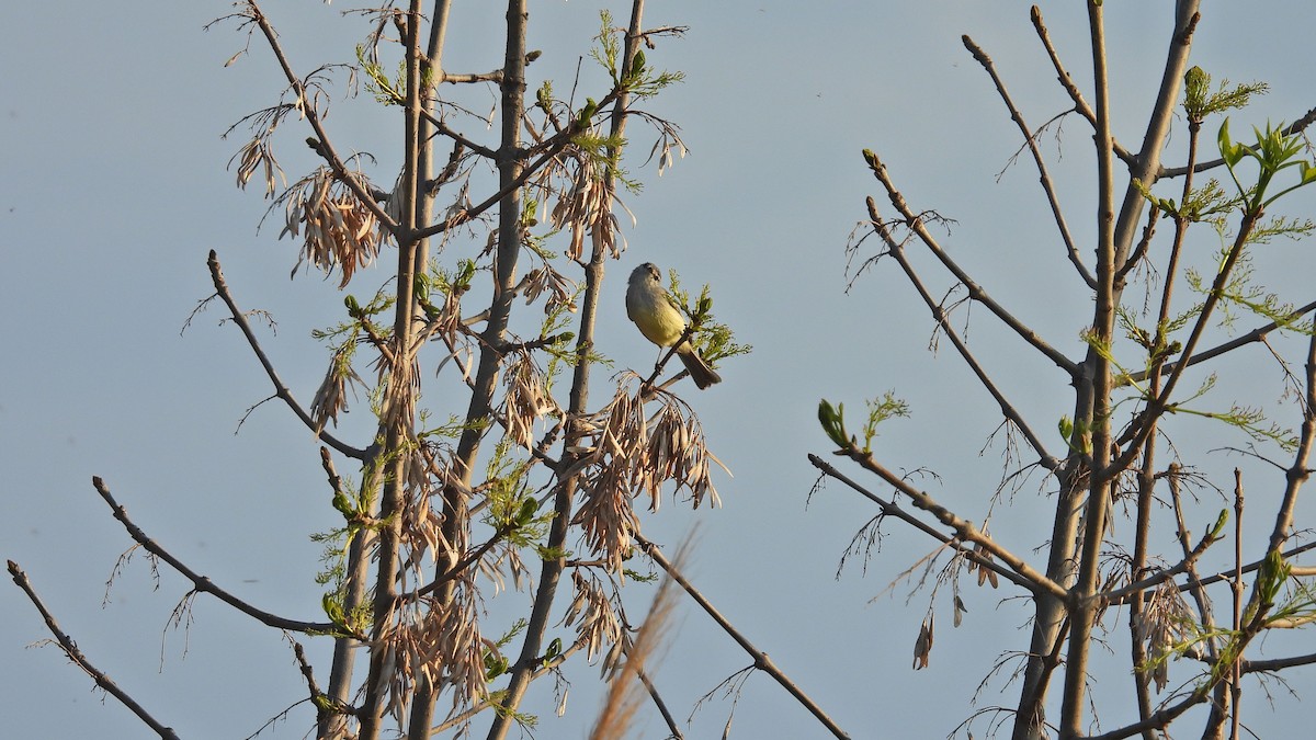 White-crested/Straneck's Tyrannulet - ML624001043