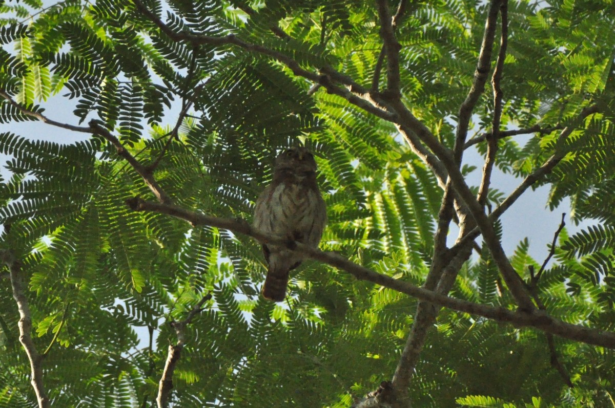 Ferruginous Pygmy-Owl - ML624001057