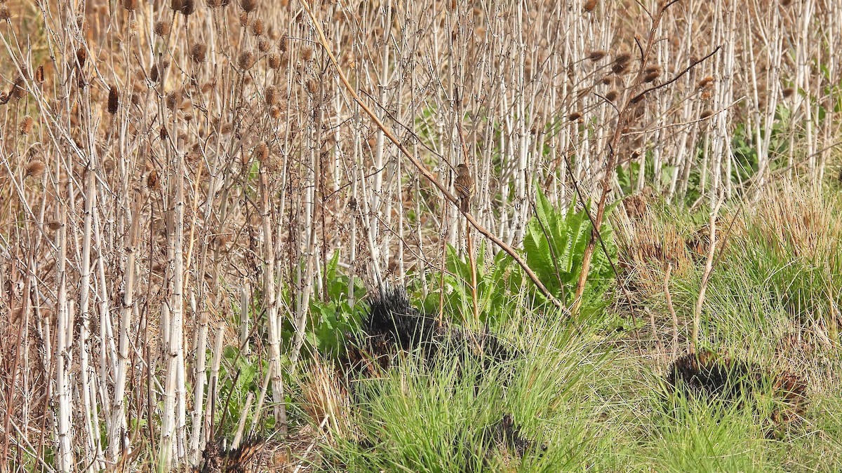 Spectacled Tyrant - ML624001061