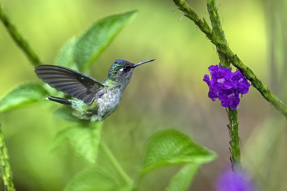 Violet-headed Hummingbird - Su Li