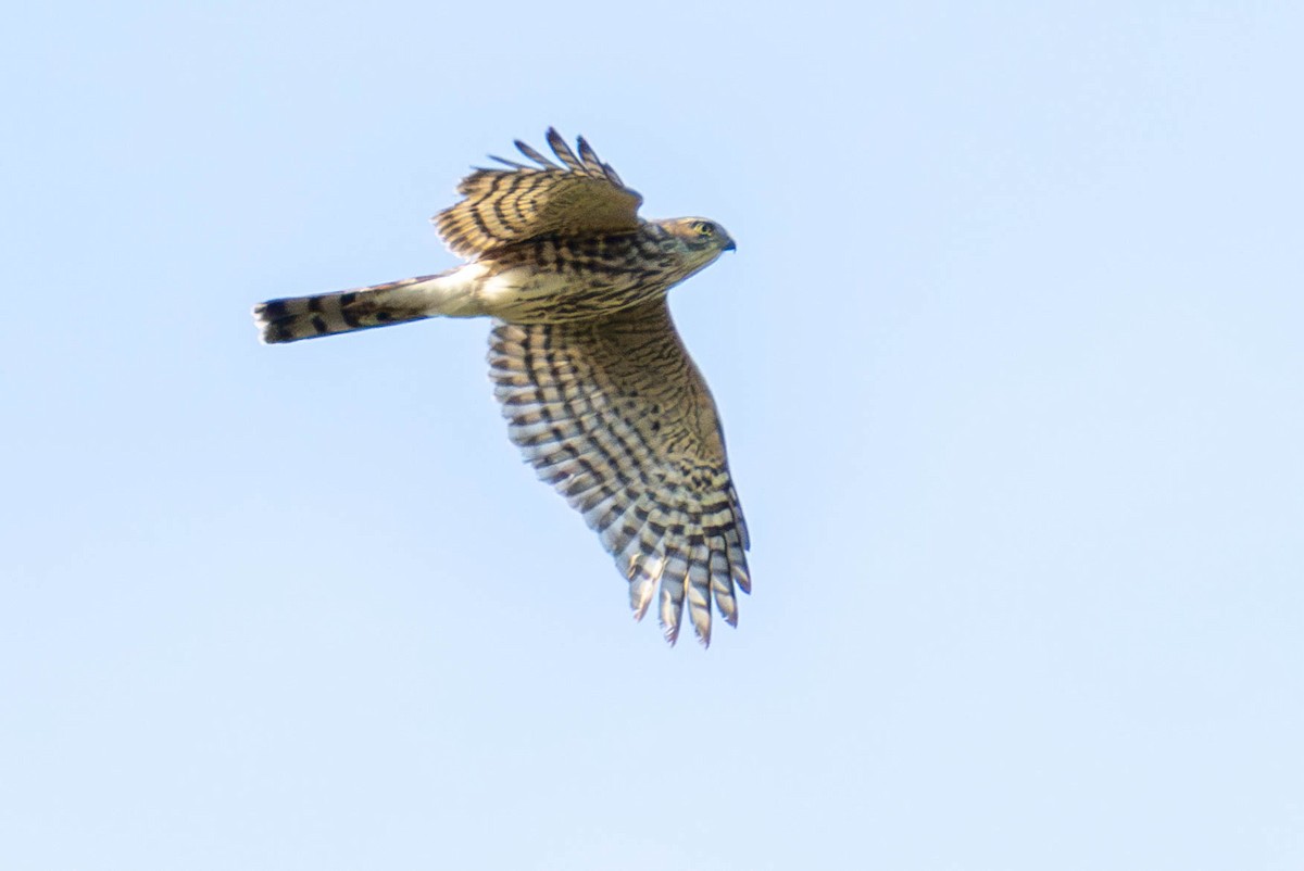 Sharp-shinned Hawk - ML624001069