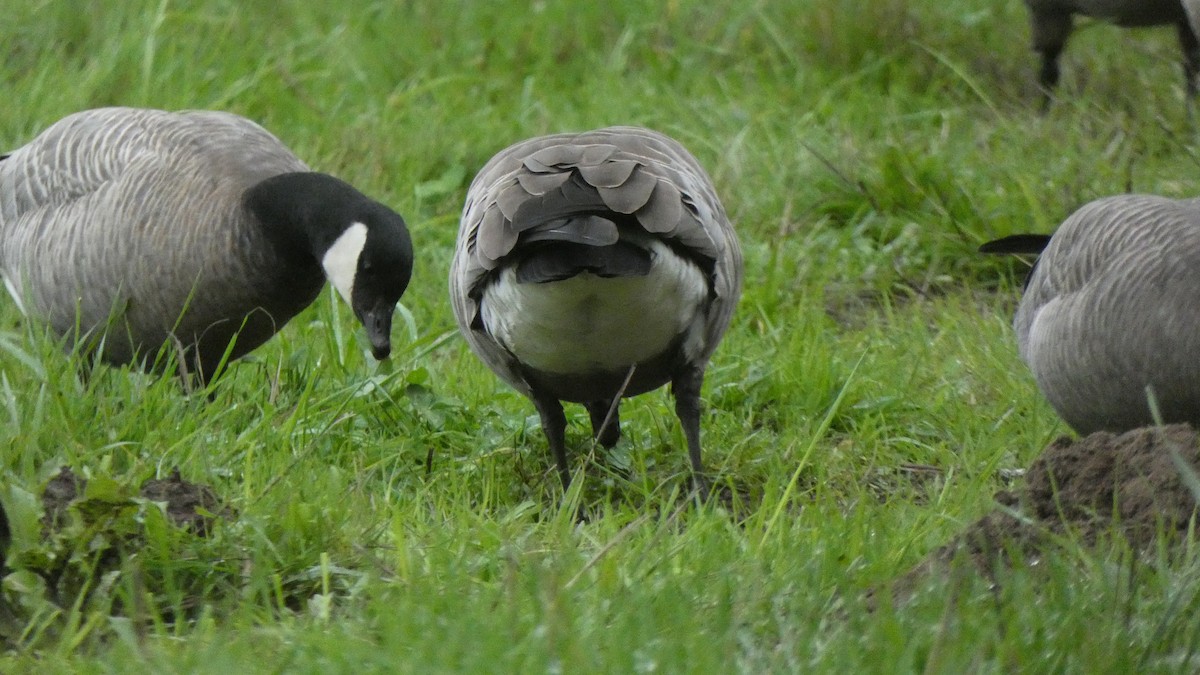 Cackling Goose - ML624001073