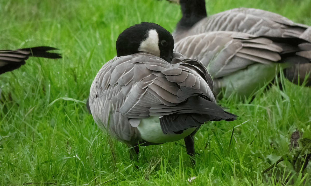 Cackling Goose - ML624001076