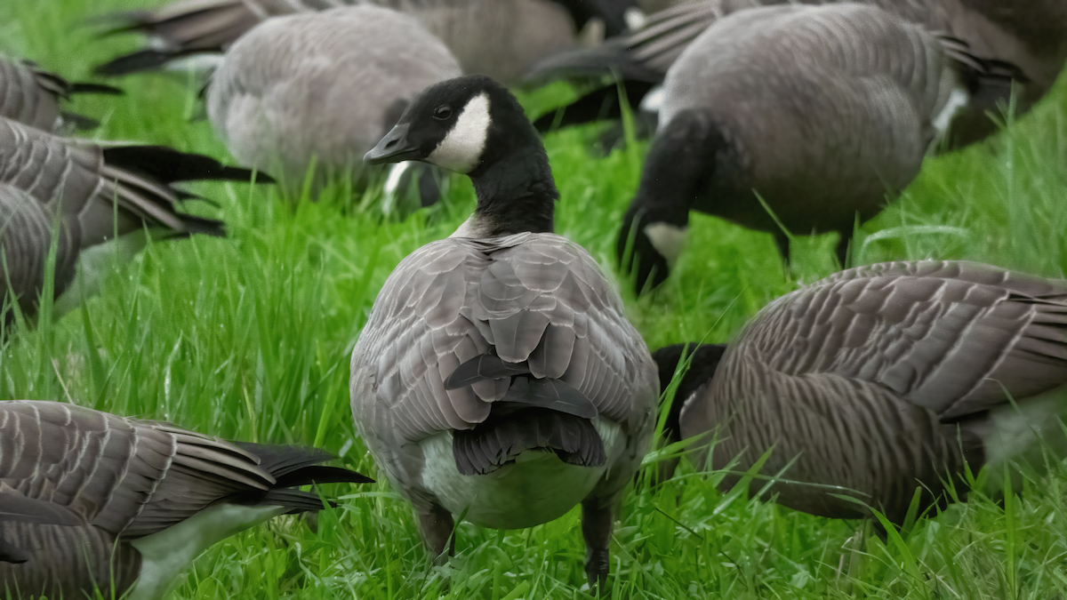 Cackling Goose - ML624001077